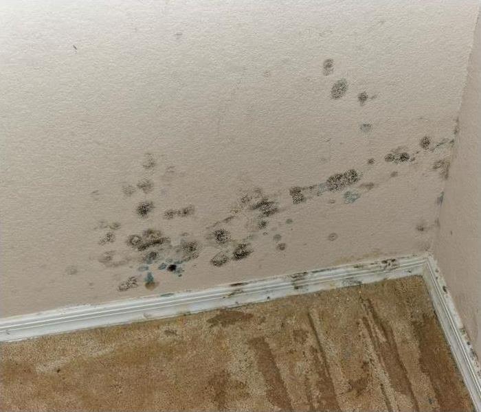 Mold damage in a Phoenix home