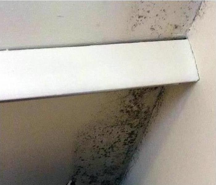 Prevention is best approach for mold growth - image of mold on wall