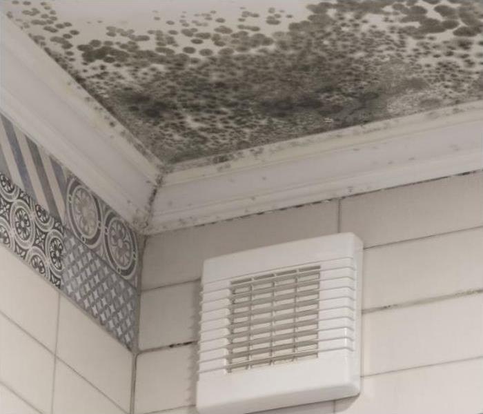 Mold growth in Phoenix home