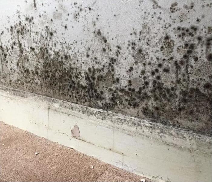 mold growth on baseboards of Phoenix home